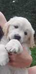 Golden Retriever FCI, suczka