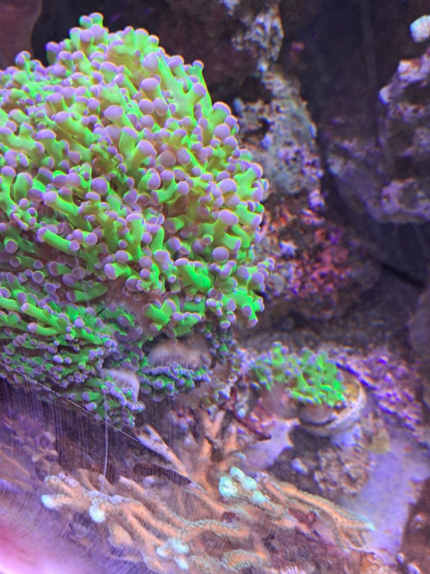 Euphylia. koralowiec akwarium morskie