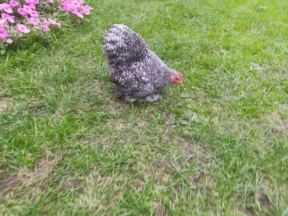 Kochin karzełek miniaturowy koguty parki