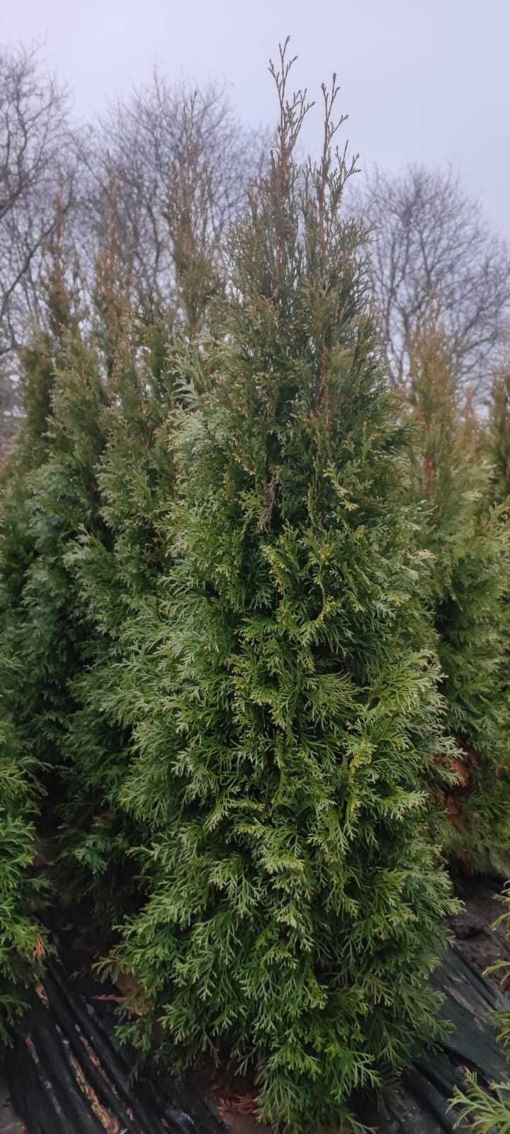 Thuja (tuja) szmaragd