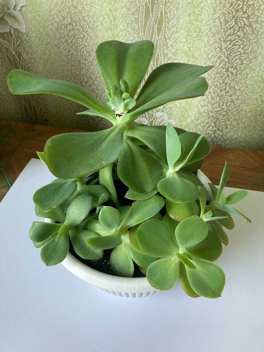 Ехеверія Донецьк Сансет,  Ехеверія Паліда. Сукуленти.