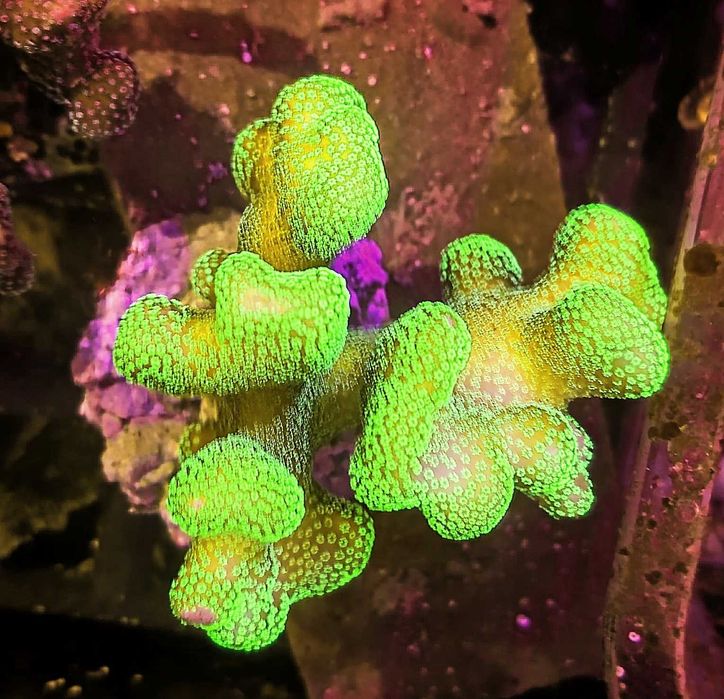 Stylophora pistillata "Milka" Fluo Yelow/Green rzadka odmiana Szczepki