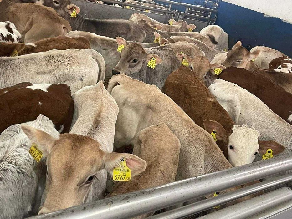 sprzedam cielaki mięsne