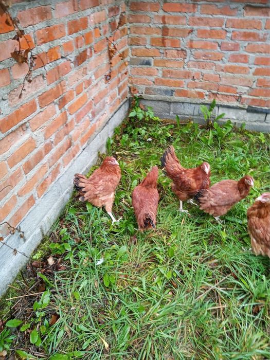 Sprzedam Mlode kurki nioski rossa, loghman brown, white i sandy