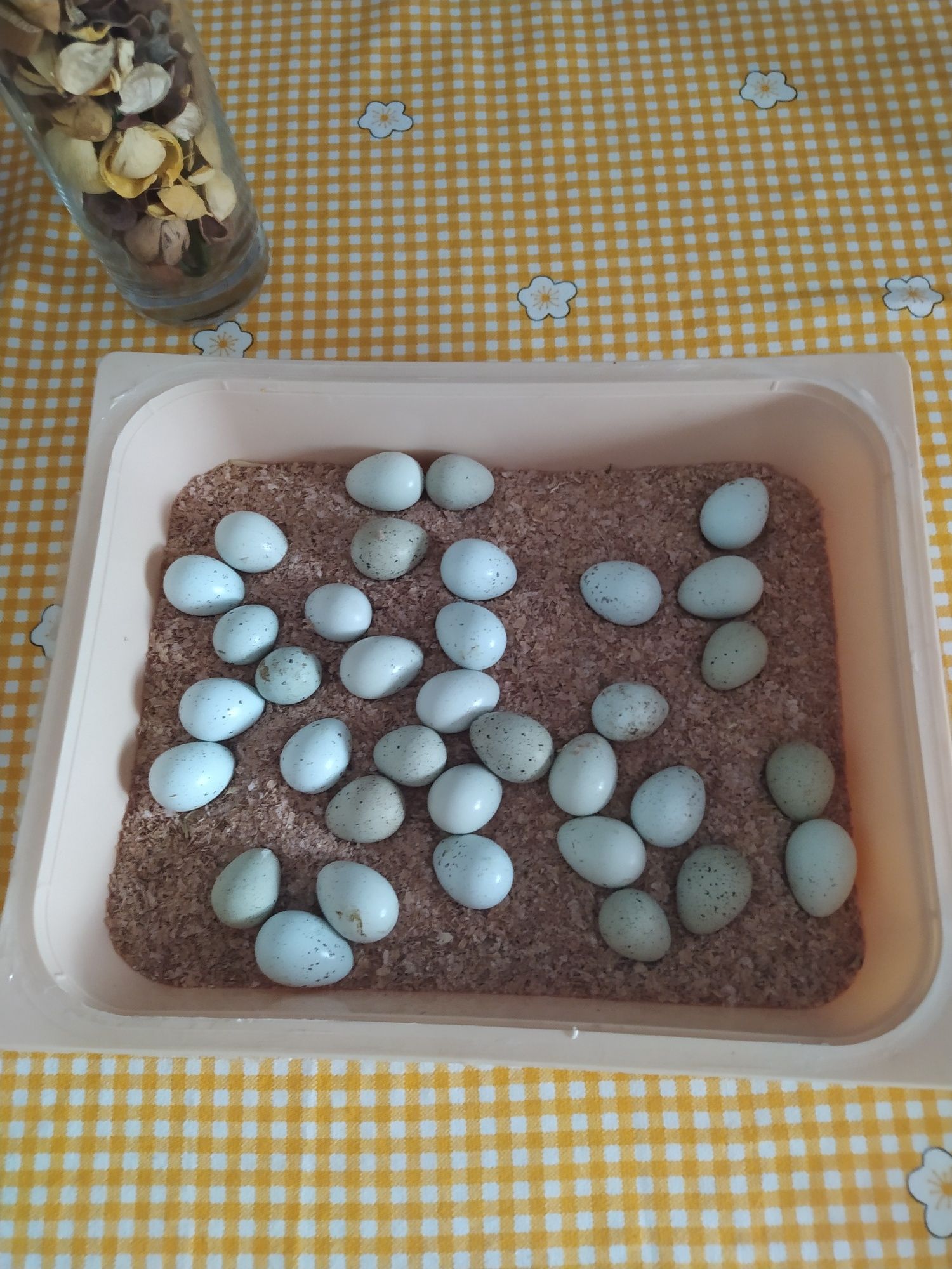 Ovos de codorniz