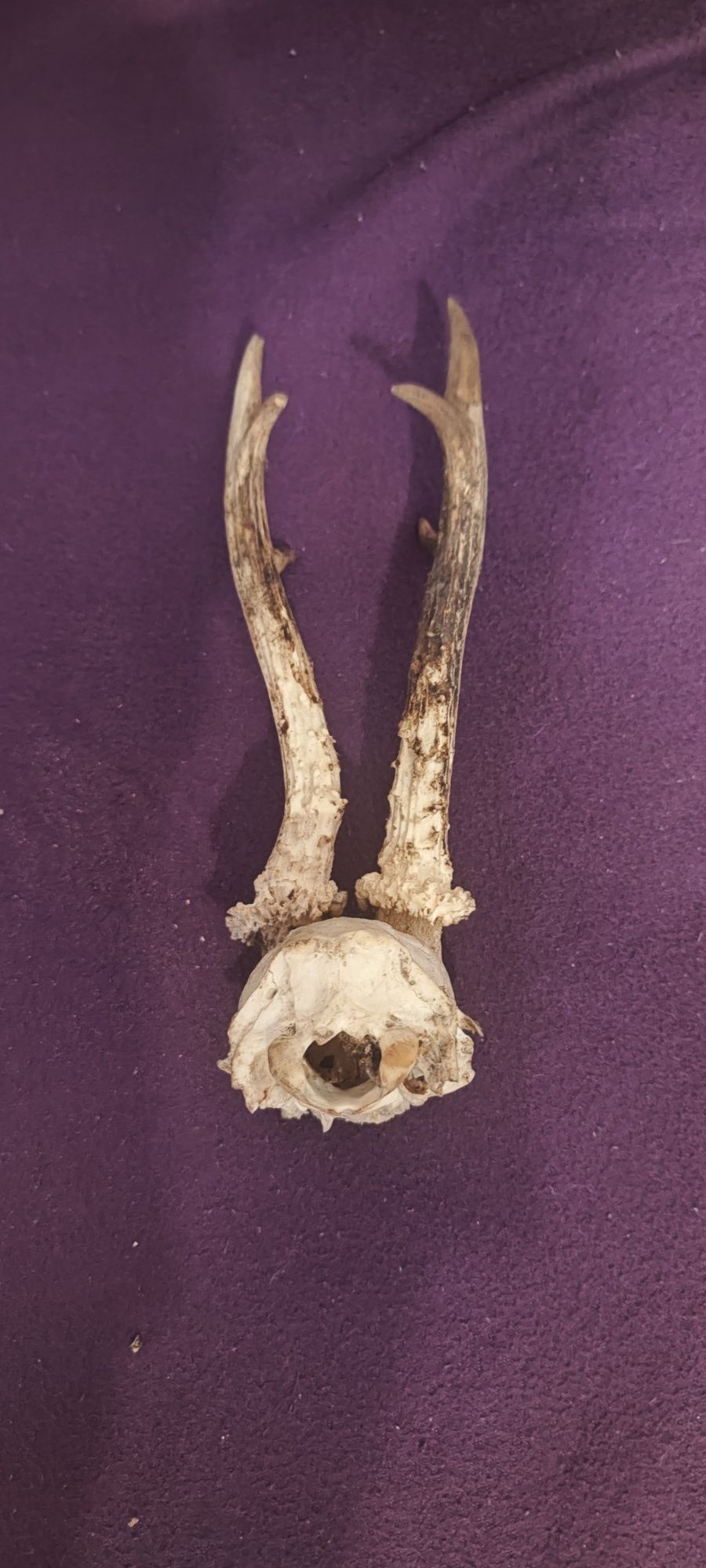Poroże  27cm z czaszką i 17cm jeden róg