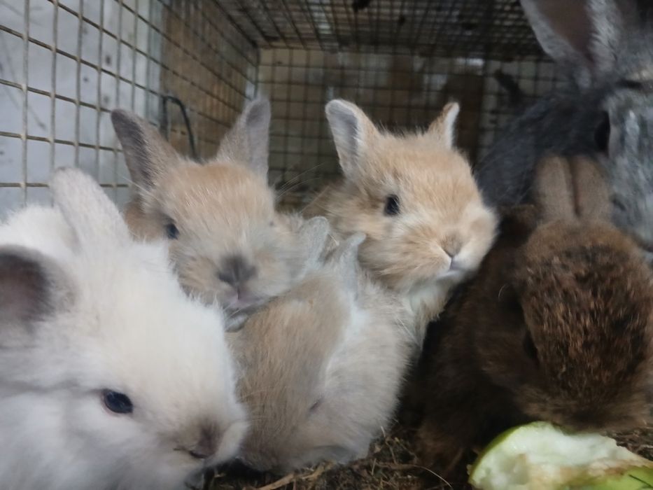 Sprzedam kroliki miniatury