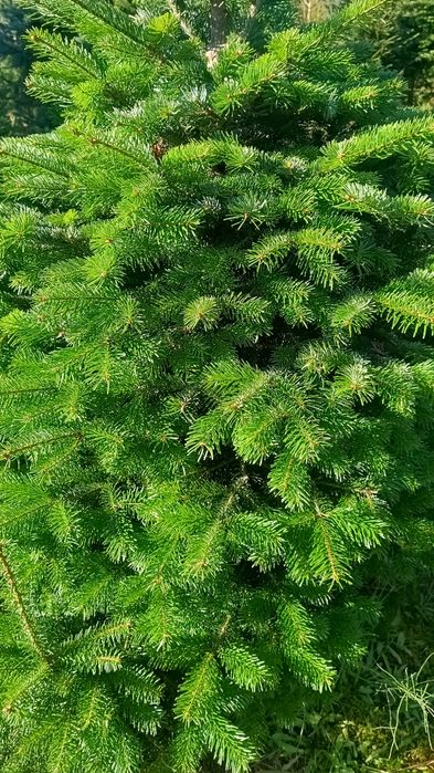 Gałęzie jodły kaukaskiej