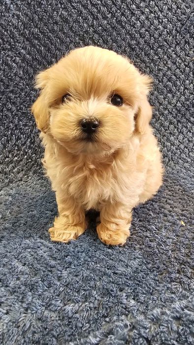 OSTATNI mini maltipoo badania szkolenie rodowód