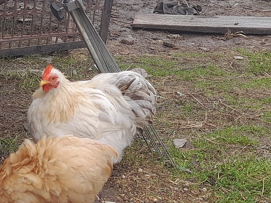 Szukają nowego domu