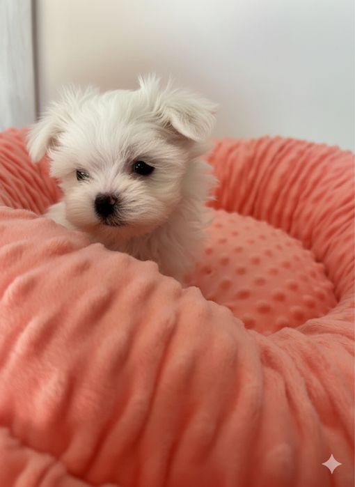 Maltańczyk mini cudo . JUŻ DO ODBIORU