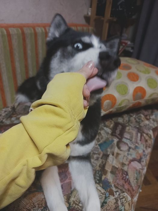 Домашня перетримка собак у Києві, dog sitter