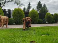 Cockapoo Cocker spaniel+pudel