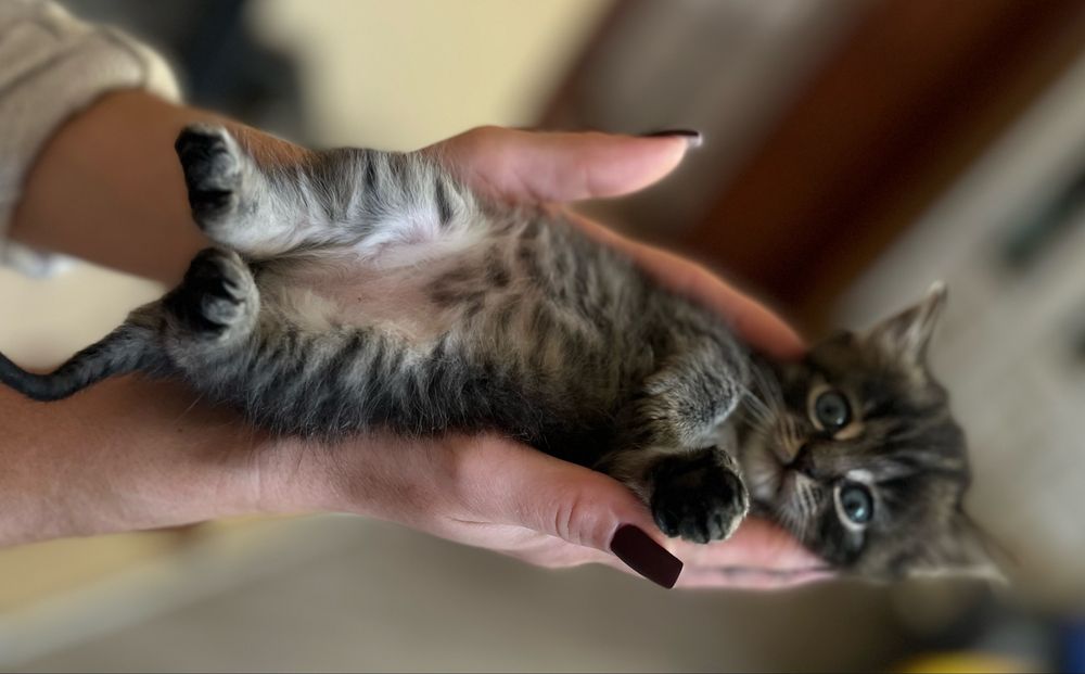 Продам котиків шотландські весловухі залишились двоє.