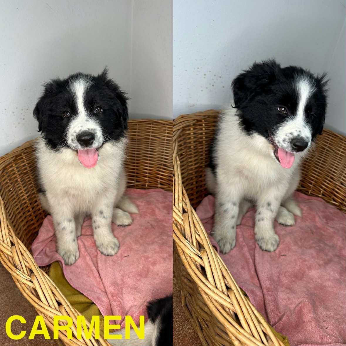 Border Collie szczeniak