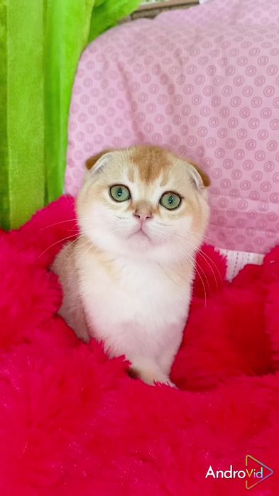 Очень ласковый котик золотая шиншилла. Шотландский вислоухий