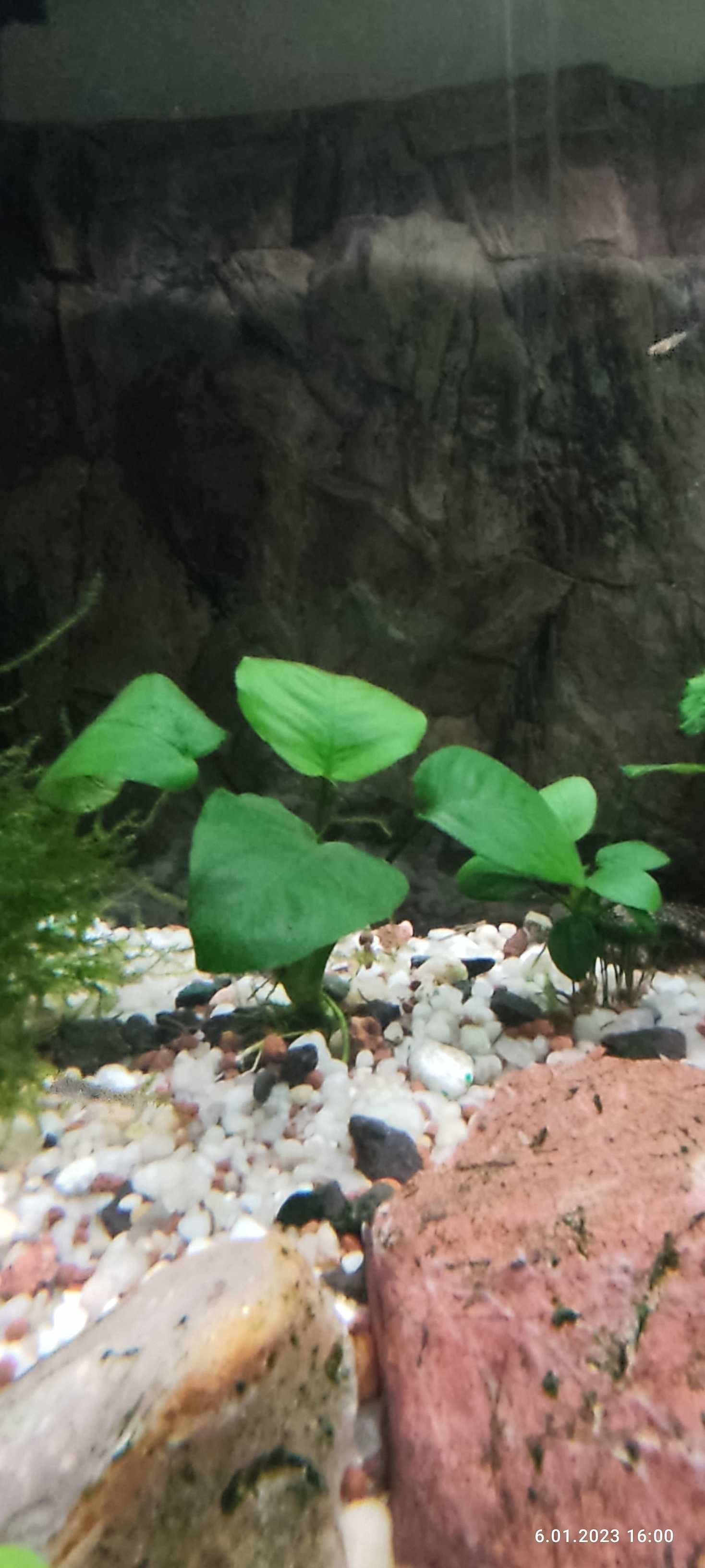 Rośliny Anubias Barteri