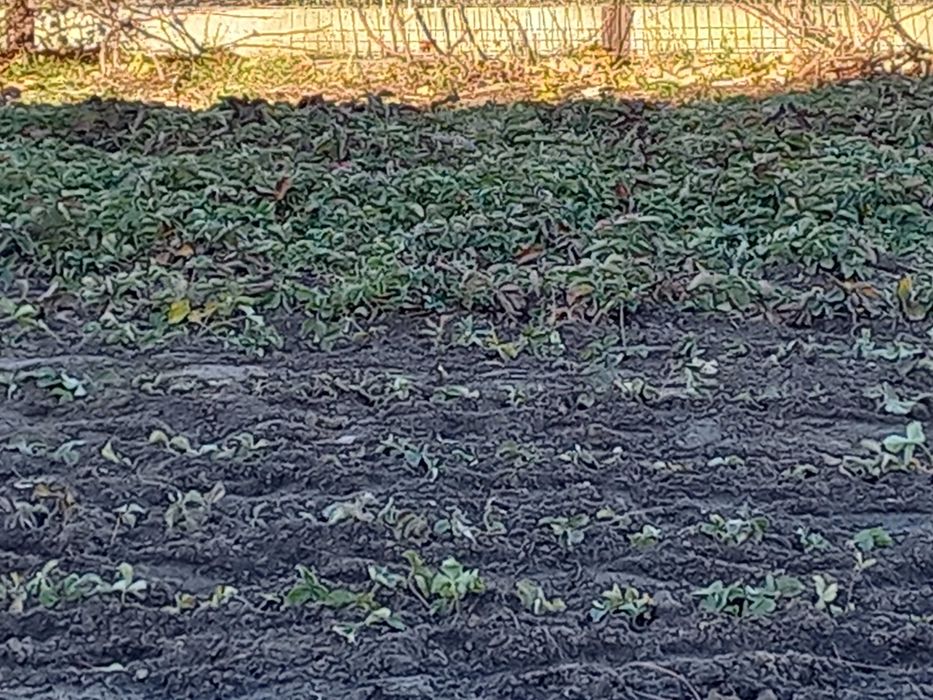 Sadzonki truskawki Honeoye