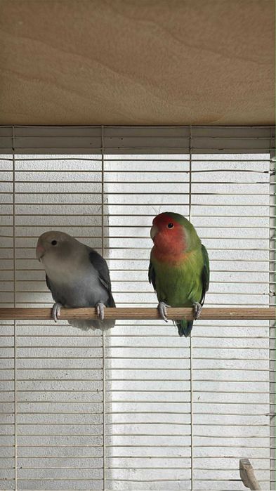 Casal agapornis long