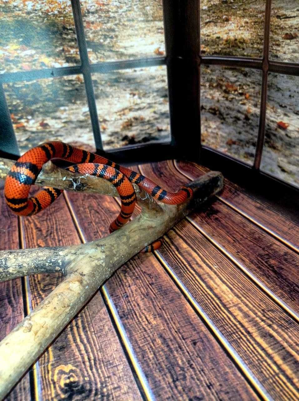 Червона молочна змія( Гондураска )