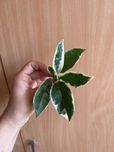 Hoya variegata sadzonka