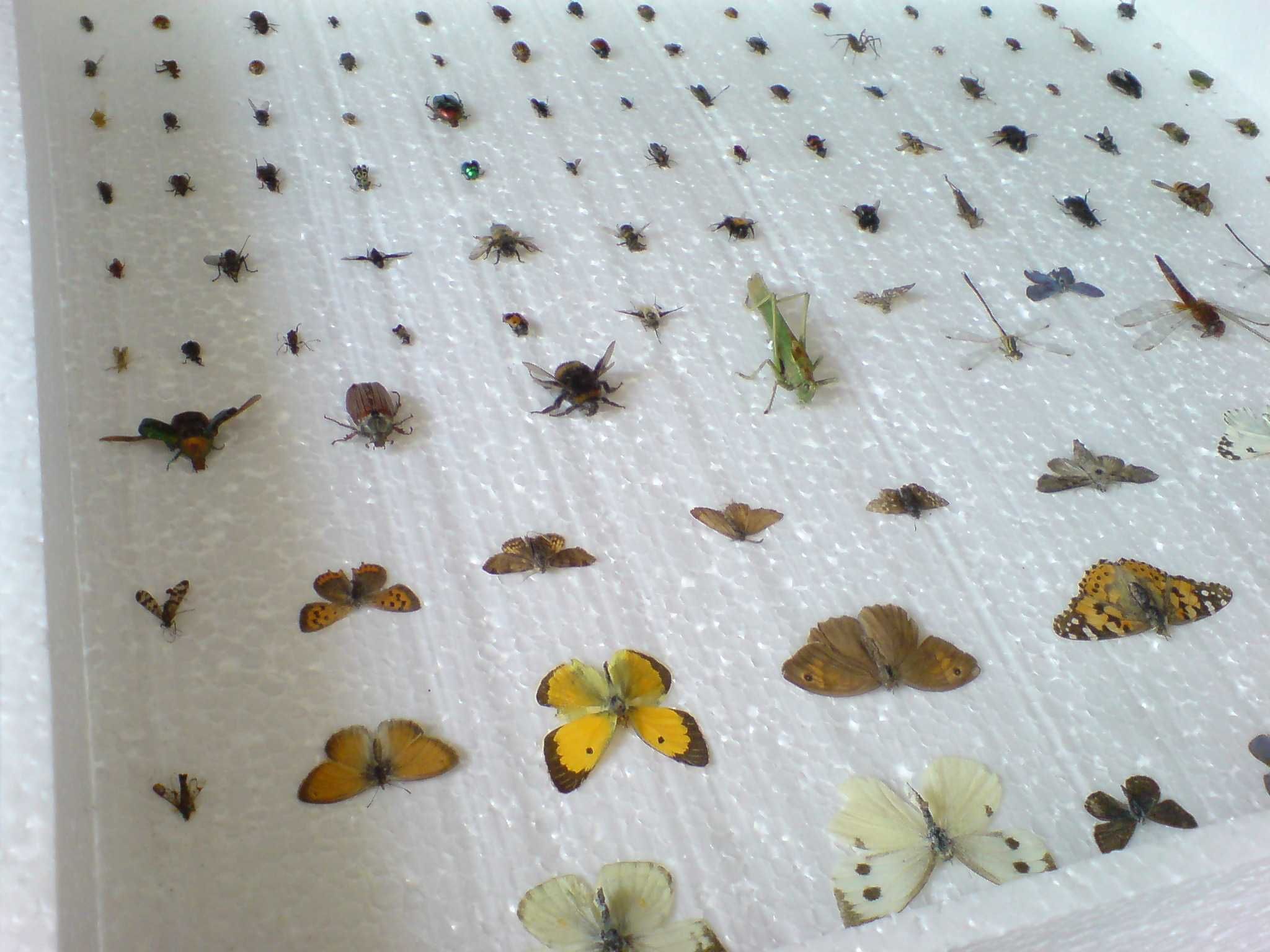 Насекомые,бабочки,жуки,комахи в рамках под стеклом