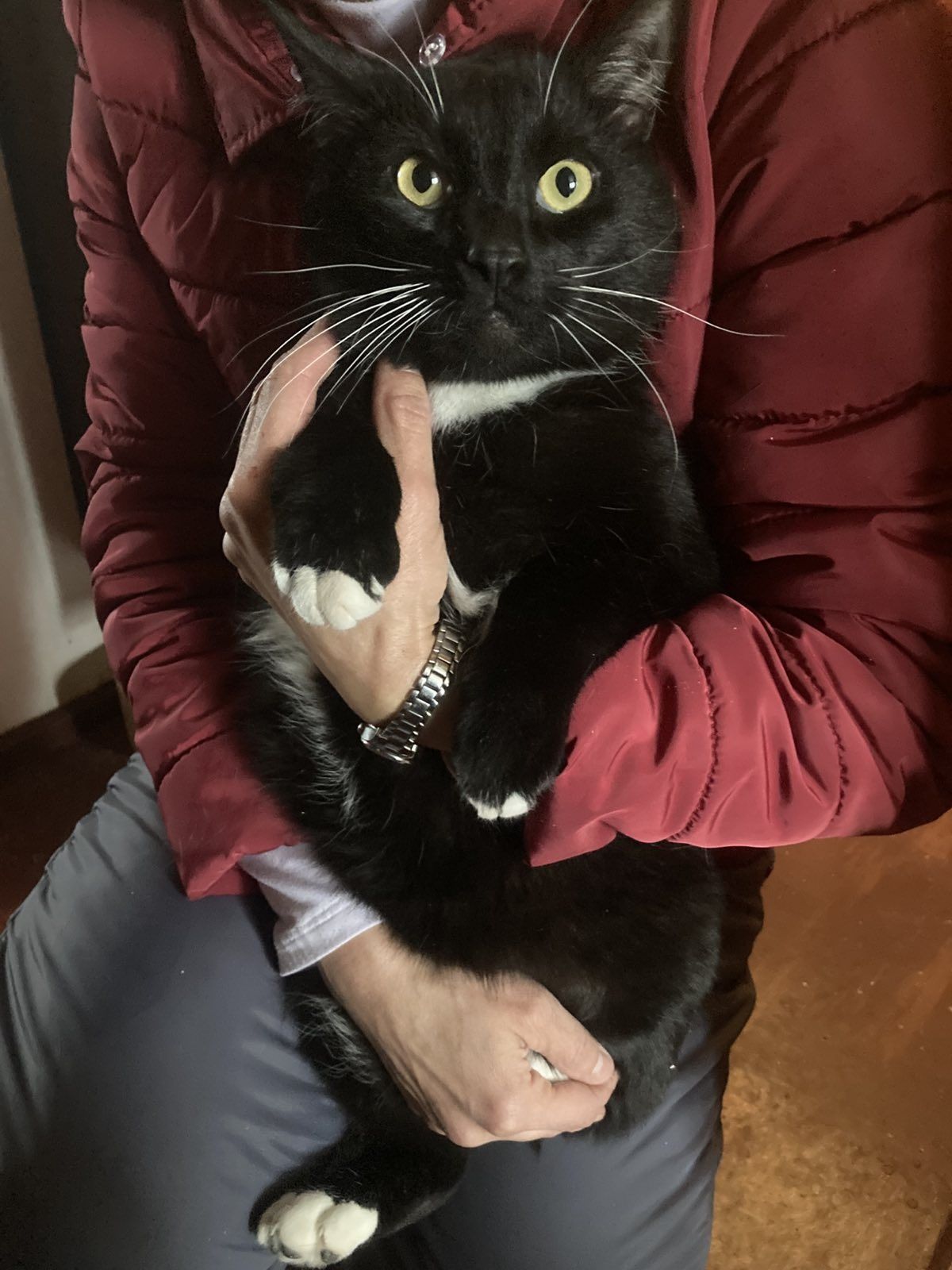 Отдам черно-белого кота, кастрирован, 3 года