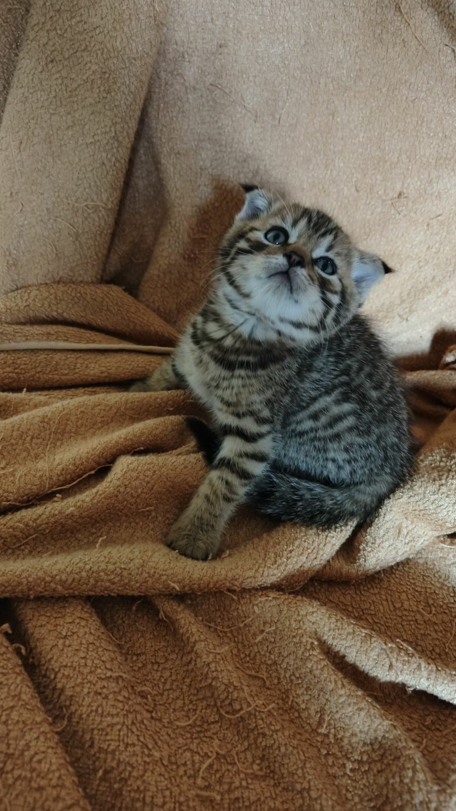 Шотландське висловухе кошеня