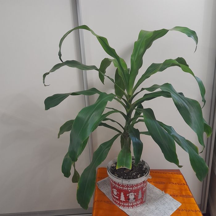 Кімнатні рослини