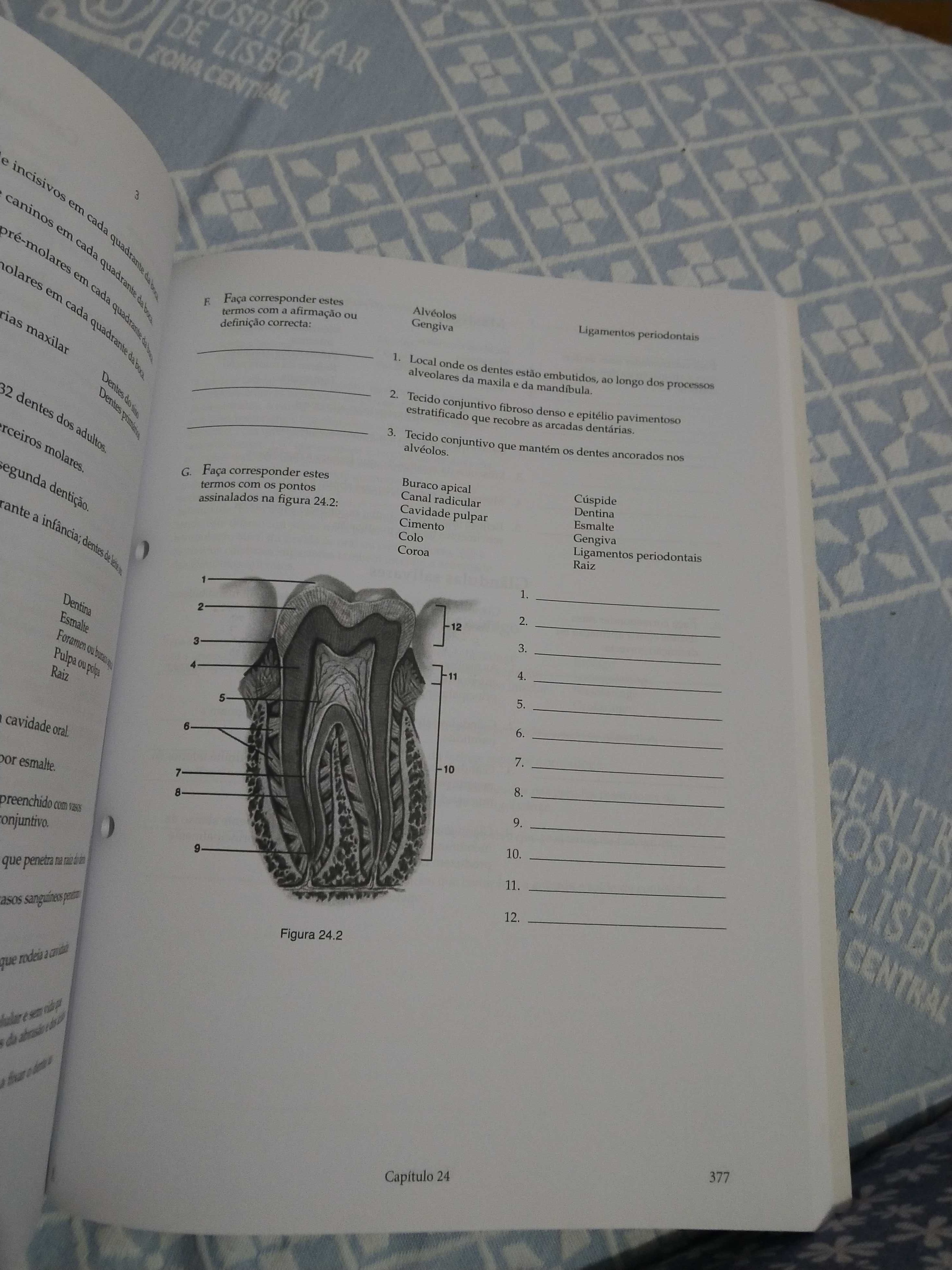 Fichas de estudo de Anatomofisiologia