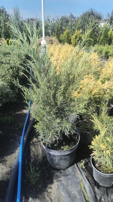 Туї смарагд, Ауреа Нана,колумна,шаровидні , ялівці горизонтальні,