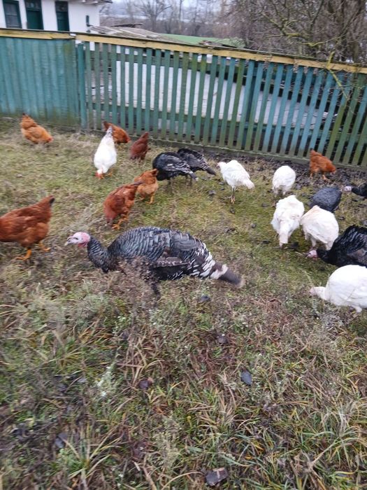 Продам домашніх індиків,індичок,Індички несеться по два рази на рік,