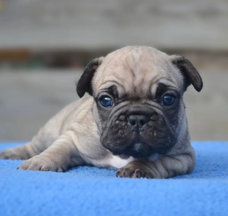 Червоні бульдожки з КСУ родоводом