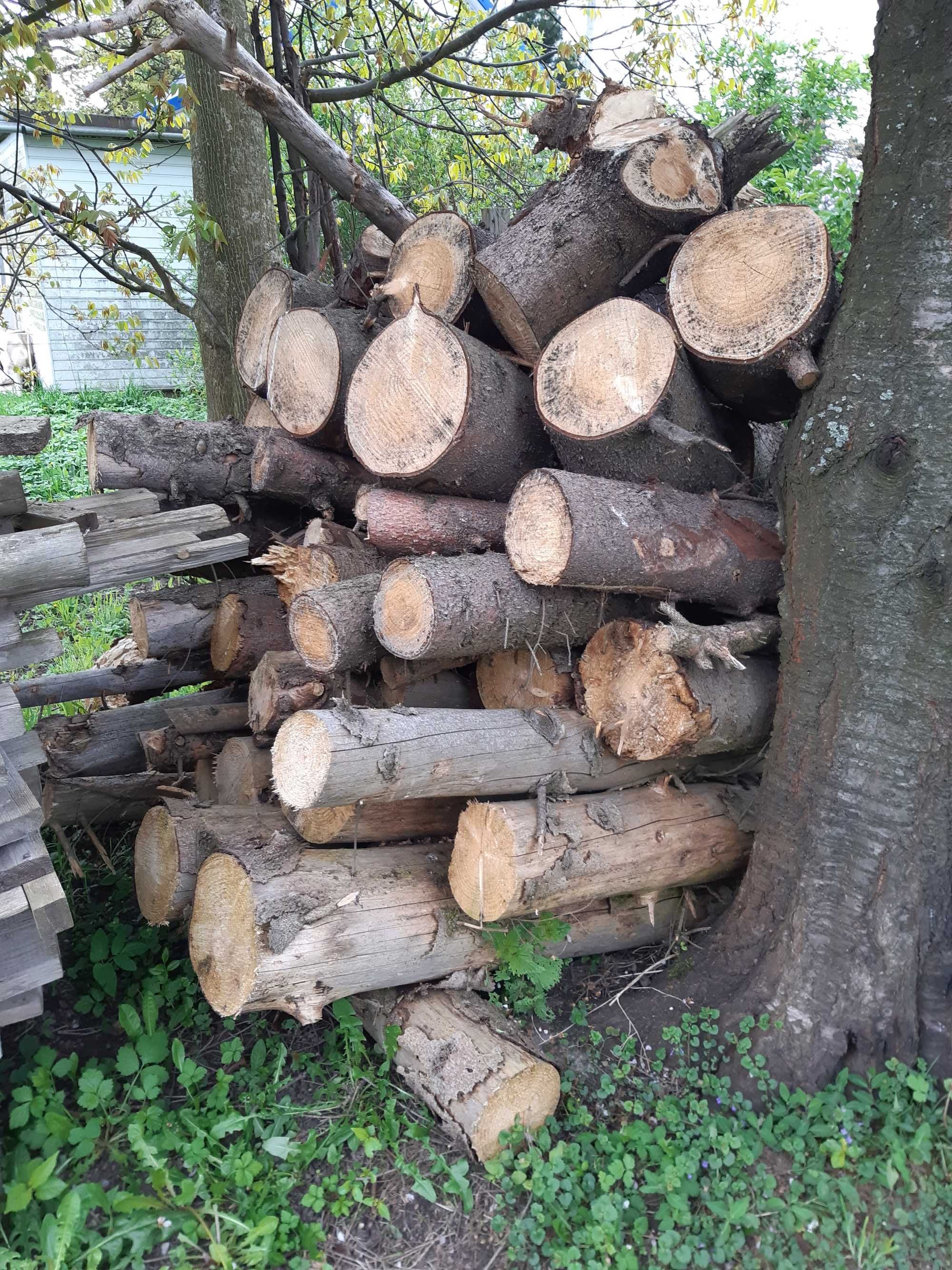 Drewno drzewo świerkowe 2,5m przestrzennego