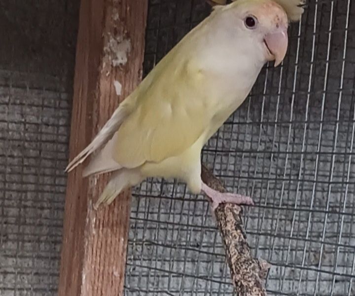 Casal Agarponis roseicollis reprodutor e fêmea adulta