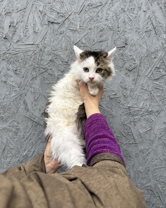 Твікс шукає родину