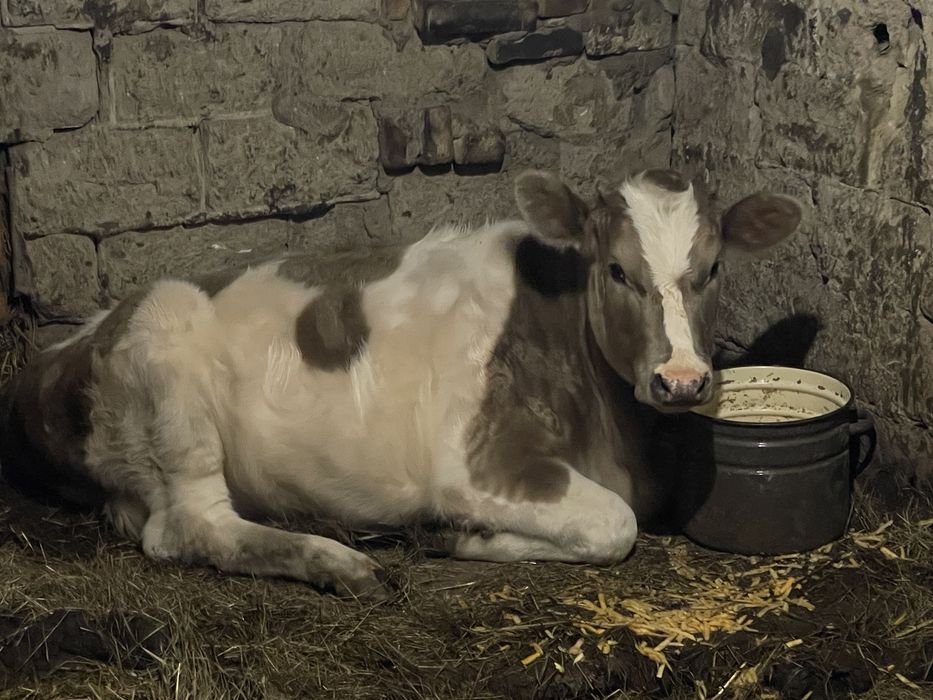 Продам Теличку 9 місяців