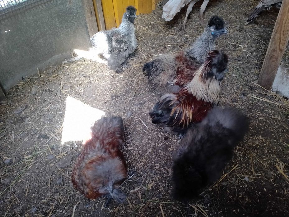 Ptaki kaczki chabo para i inne