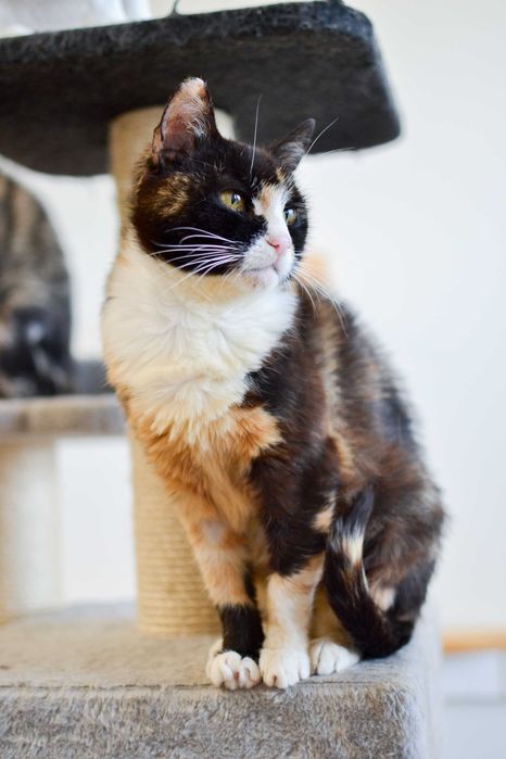 Wiktoria - 6 letnia, delikatna kotka szuka kochającego domu!