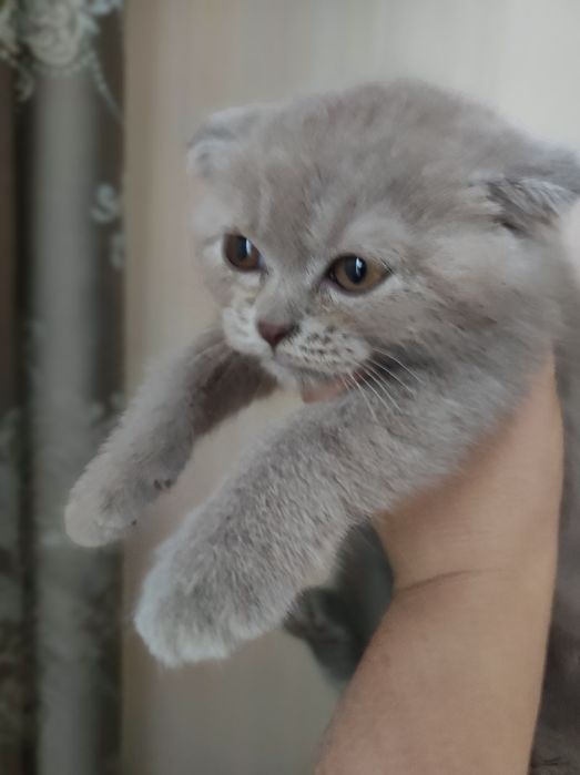 Коти, кошенята висловухі, 2 міс