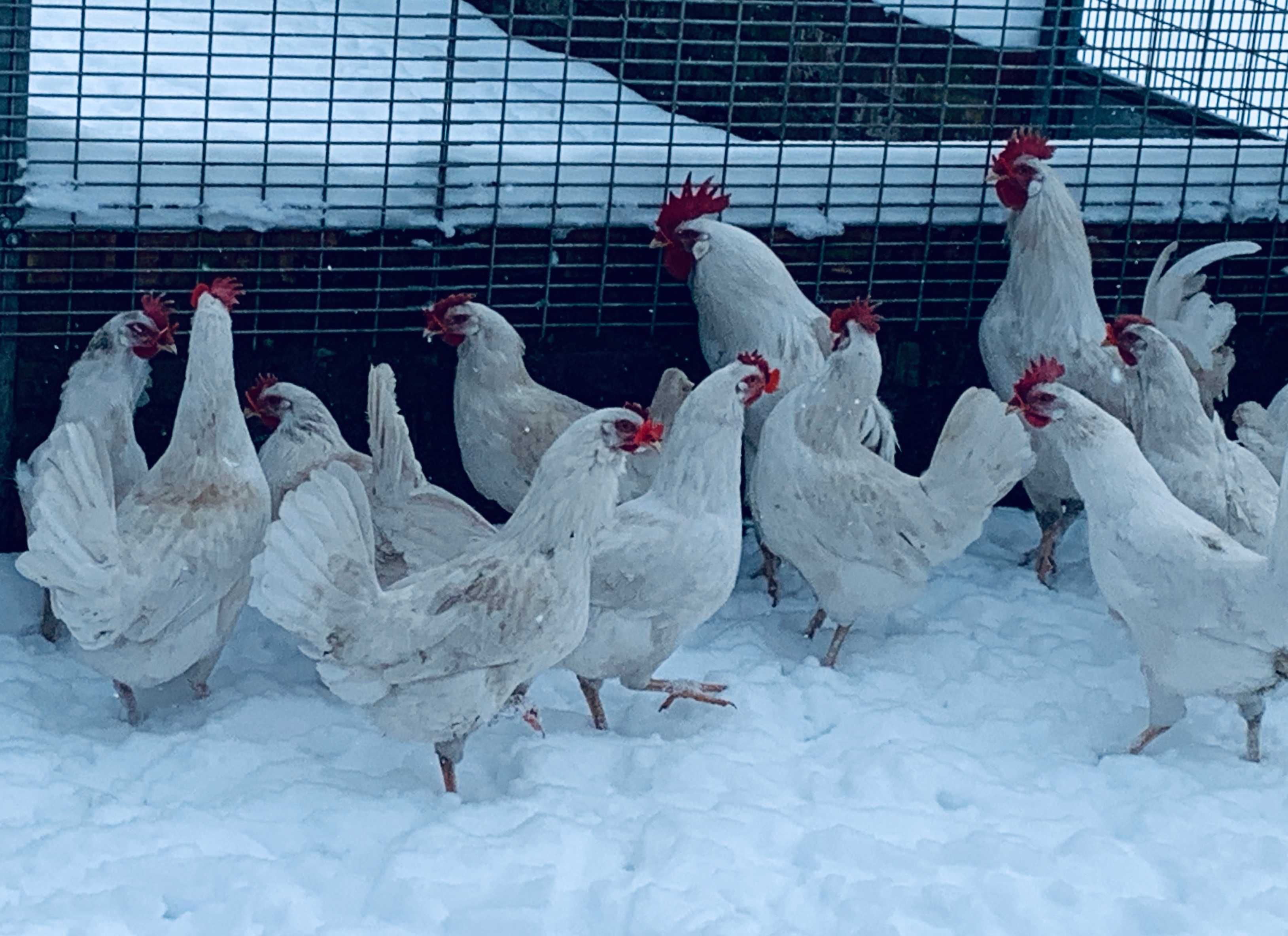 leghorn leghorny młode 2025 dostawa