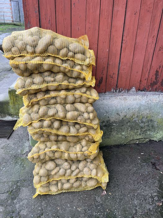 Ziemniak jadalny odmiana Ignacy