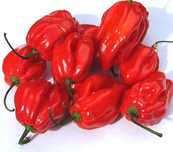 Papryka Habanero + Carolina Reaper