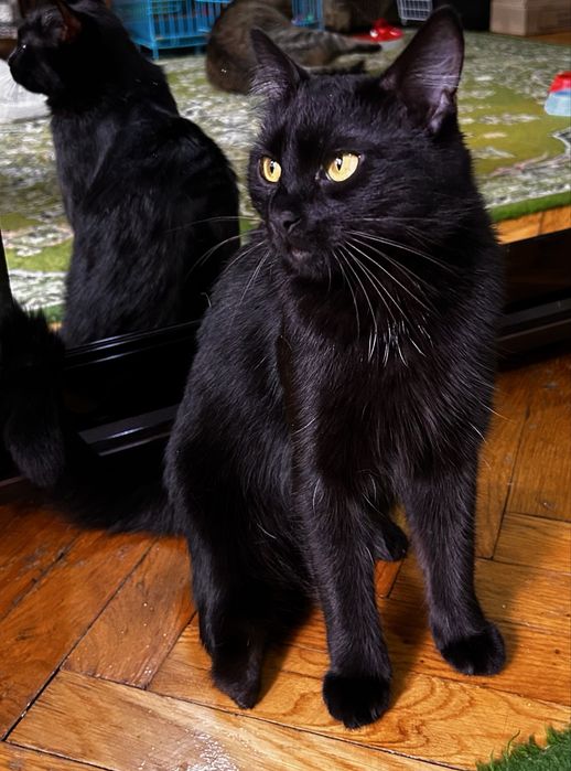 Врятована трьохлапа суперкиця :)