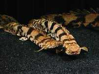 Polypterus endlicherii , Afrykański wielkość 20 - 22cm. Cetarius