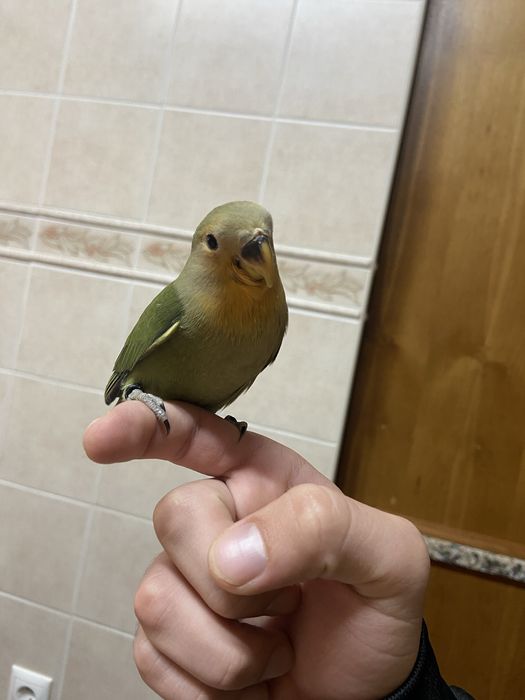 Femea roseicollis domesticada