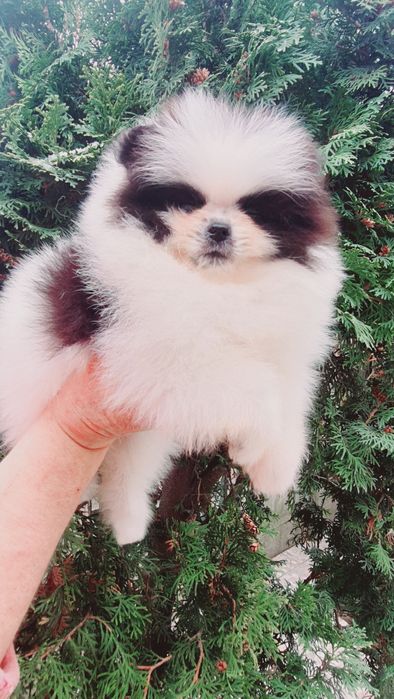 Панда помераночка ексклюзив