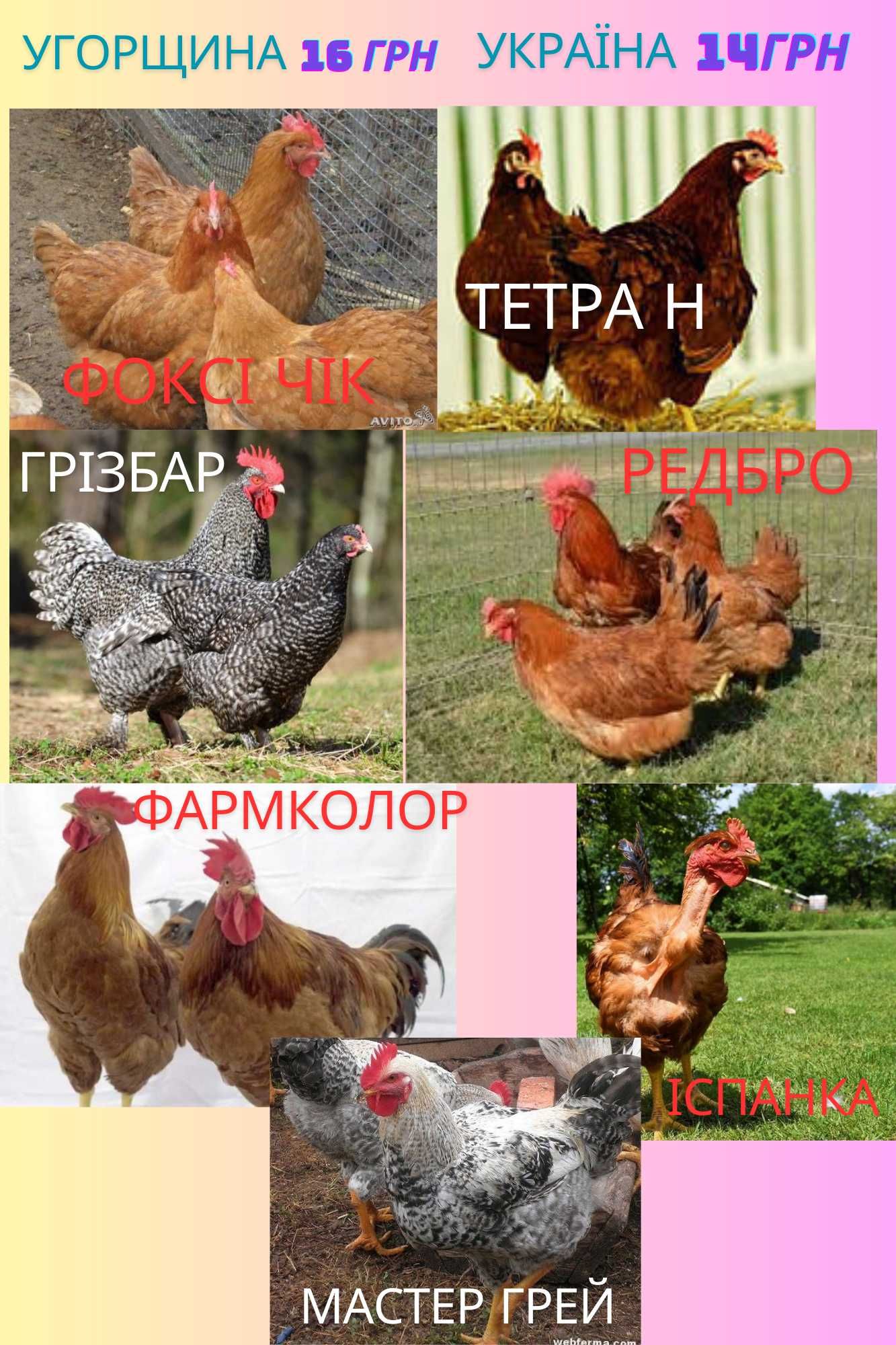 Яйця для інкубації