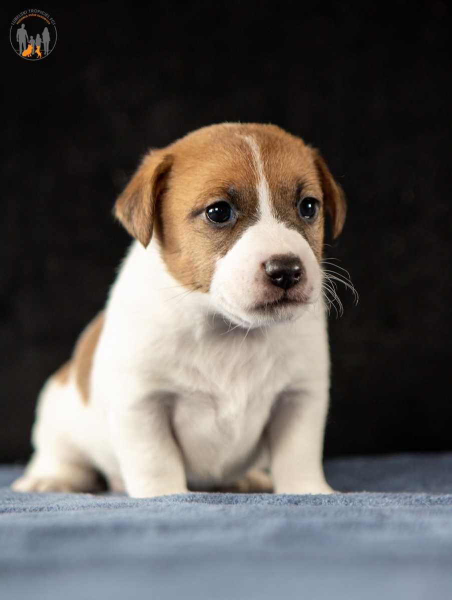 Jack Russell Terrier ZKwP FCI piesek k.włos