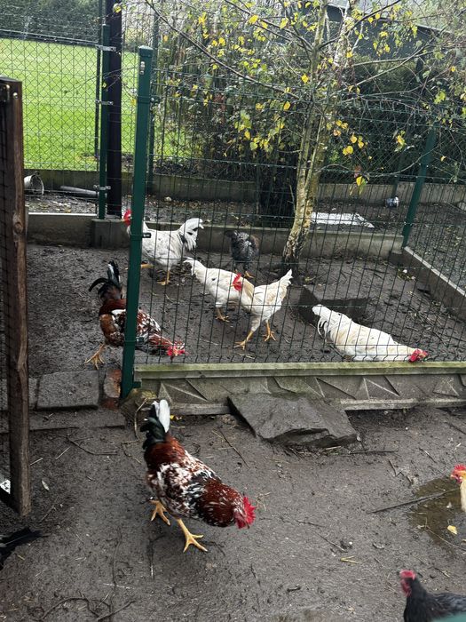 Kogut koguty włoszka australorp czubatka mix